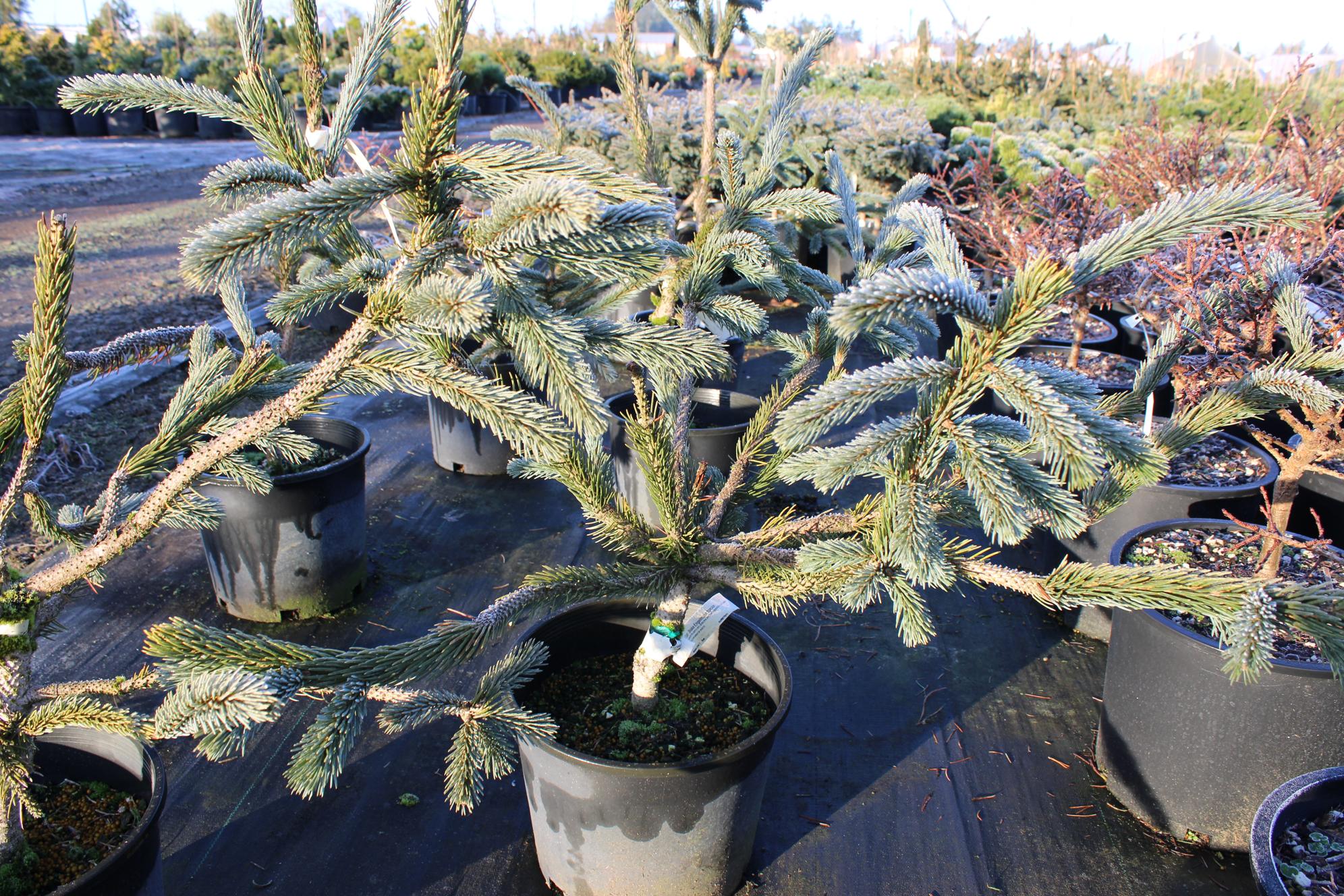 Ель энгельмана Снейк